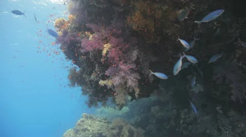 Camera approach magnificent soft corals at the over hang Stock Footage 22643019