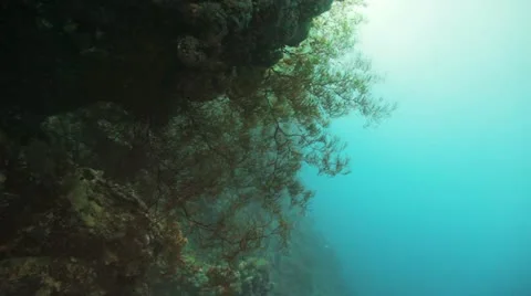 Camera approach massive black coral Stock Footage 22640487