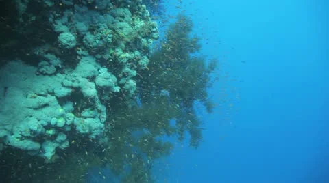 Camera approach massive black coral covered by red anthias Stock Footage 22642649