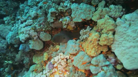 Camera approach moray eel at the reef Stock Footage 22642641
