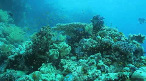 Camera approach table coral covered by red anthias Stock Footage 22641610