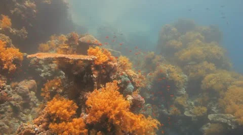 Camera approach table coral covered by red anthias Stock Footage 22641660