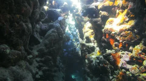 Camera approach toward large number of Jelly fish inside colorful cave under the Stock Footage 22641000