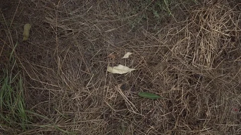 The camera approaches from above a dry leaf with drops of water surrounded by ha Stock Footage 125613678