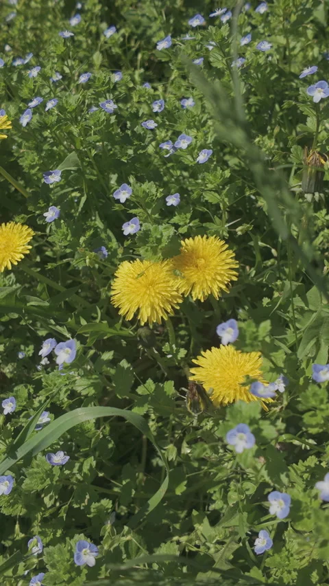 Camera approaches from above to yellow Dandelions flower growing among Common Stock-Footage 333920229
