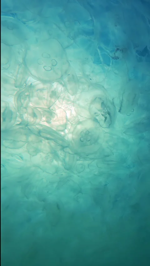 Camera approaches from below to many Moon jellyfish float in sea current, 库存影片 338136224