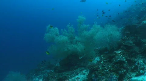 Camera approaches a big white soft coral Video stock 795153