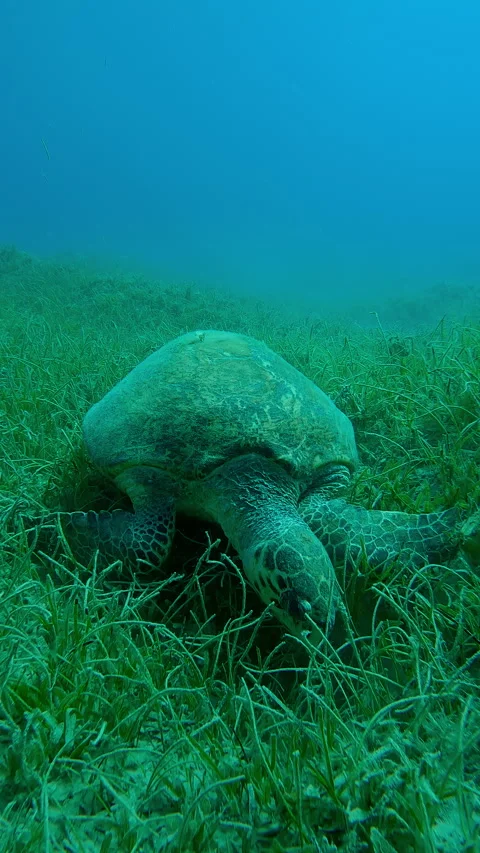Camera approaches from front to very old male Sea Turtle with twisted shell Stock-Footage 344986275
