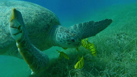 Camera approaches to Green Sea Turtle swims on silty sea bottom and eats green Vidéo 338264756