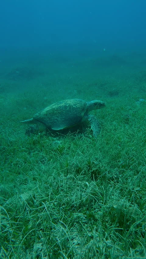 Camera approaches to sea turtle walking on its flippers in green seagrass meadow Stock Footage 295488019