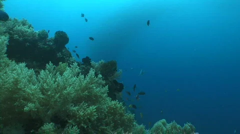 Camera is approaching a big school of fish underwater Video stock 795225