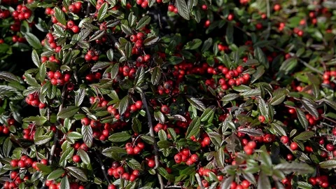 Camera approaching a bush with red berries Stock Footage 72410691