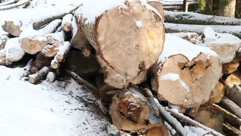 Camera approaching to illegal cutted pine wood logs Stock Footage 169355929