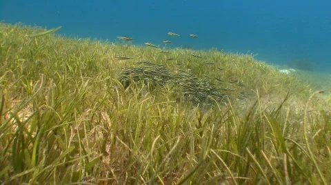 Camera is approaching a swarm of stripped catfish who are mimicking  Stock-Footage 798889