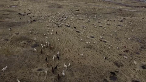 Camera approaching a very big flock of llama gathering together while grazin Stock Footage 251826793