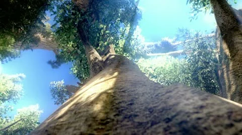 Camera around a tree Stock-Footage 12235803