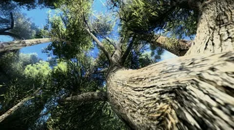 Camera around a tree Stock Footage 19374010