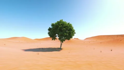 Camera arrives to a green tree in the middle of the desert Stock Footage 154172044