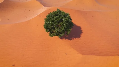 Camera arrives from the sky to a green tree in the middle of the desert Stock Footage 154172220