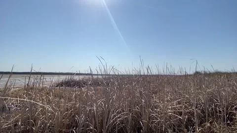 Camera ascends up over wheat to view the lake on a clear day Vidéo 236861955