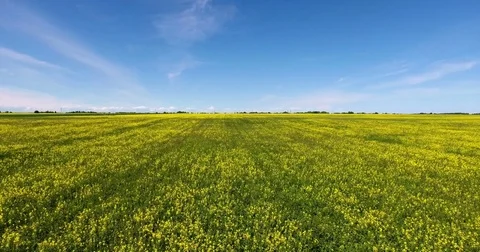 Camera back flying above yellow and green meadow at sunny day Stock Footage 77108422