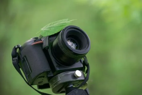 Camera on the background of a green forest in the afternoon in good weather Stock Photos