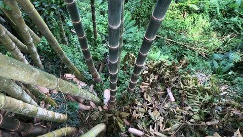 Camera in bamboo stalks on top Vidéo 108203360