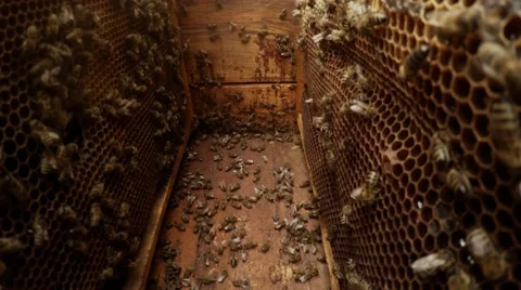 Camera Between Frames For Honeycombs Many Bees in Hive Hiver Pull Out One Stock Footage 66790555