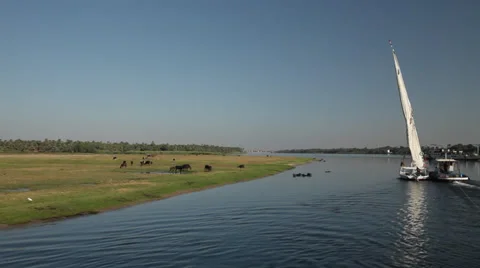 Camera boat - Nile shores, cows and felucca, Egypt Stock Footage 35119455