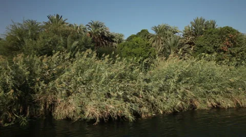 Camera boat - trees and palms on the Nile shores, Egypt Video stock 35118929