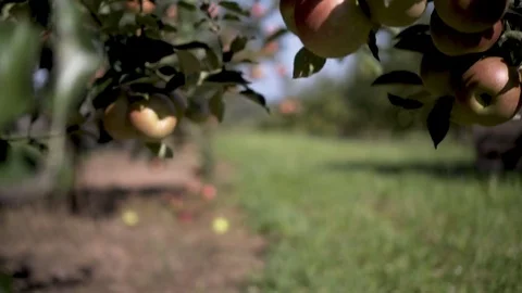 Camera booms up from ground through an apple tree to settle on a red delicious Vídeos de archivo 79889957