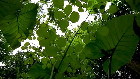 Camera from the bottom corner, moringa leaves and taro leaves Stock Footage 300670980