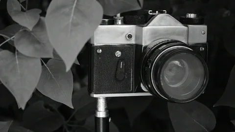 Camera in the bushes Stock Footage 110844789