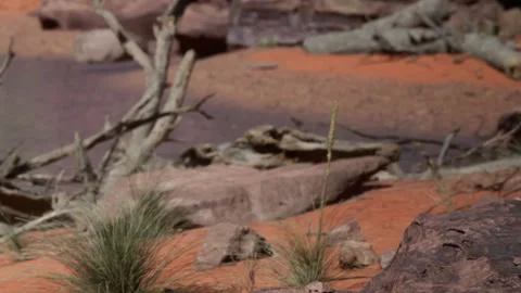Camera captures a close view of rocks and plants near a body of water at midday Stock Footage 340233540