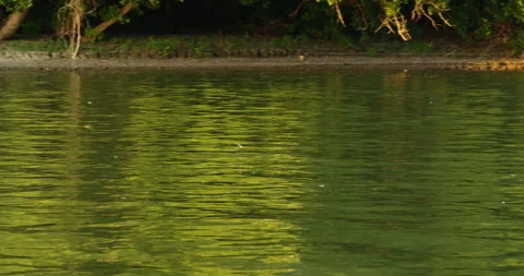 Camera captures a flight of long-tailed mayfly above Tisza river in Serbia Video stock 263058036
