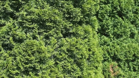 The camera captures a vibrant display of foliage in a dense forest area. Various 스톡 동영상 344525792