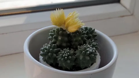 Camera Capturing Cactus Plants on Window Stock Footage 302843006