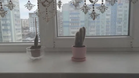 Camera Capturing Cactus Plants on Window  4k Stock Footage 302880992