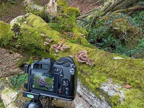 Camera Capturing Mystical Forest Waterfall on a Tripod - Photographer's vie.. Stock Photos