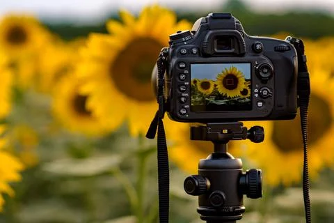 Camera capturing sunflowers field Stock Photos