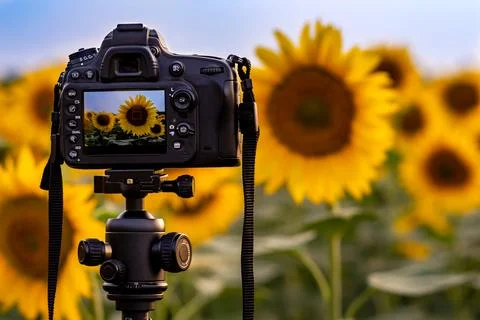 Camera capturing sunflowers field Stock Photos