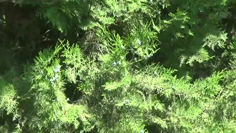 The camera carefully approaches the thuja branch and its soft needles Video stock 313220597