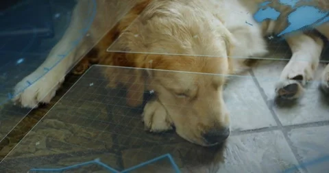 Camera centering blue overlay shifting dog settling head on paw on tiles showing Stock Footage 330741534