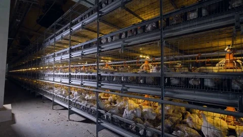 Camera changing sides of view to show battery cages with broilers. Stock-Footage 83653607