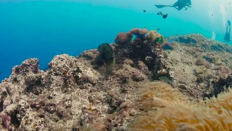 Camera chasing big fish in coral reef Video stock 82515197