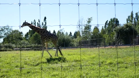 Camera chasing a giraffe walking at the zoo Video stock 213894556