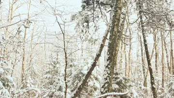 Camera circle motion in winter snowy forest Stock Footage 86006160