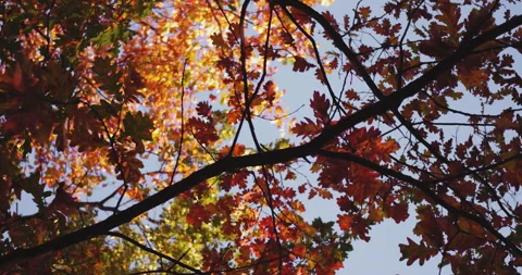Camera circle slide with tree branches in a shot. Colorful autumn trees with Stock Footage 132659391