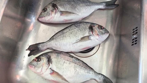 Camera circles above three sea bream fish resting in a kitchen sink. 库存影片 340241570