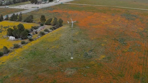 Camera circles around windmill during California Poppy super bloom Stock Footage 119996175